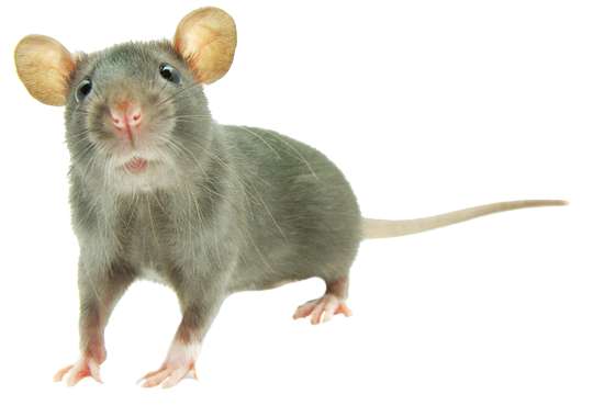 Dedetização de rato na Vila Matilde